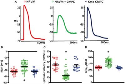 Human Cardiomyocyte Progenitor Cells in Co-culture with Rat Cardiomyocytes Form a Pro-arrhythmic Substrate: Evidence for Two Different Arrhythmogenic Mechanisms